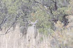 Odocoileus virginianus couesi