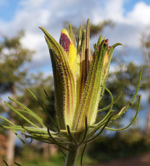Cordylanthus wrightii