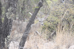 Odocoileus virginianus couesi