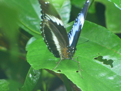 Hypolimnas salmacis salmacis