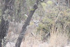 Odocoileus virginianus couesi