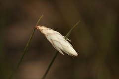 Johnsonia lupulina