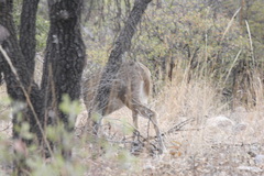 Odocoileus virginianus couesi