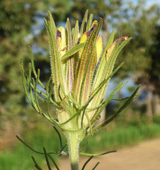 Cordylanthus wrightii