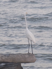 Ardea alba