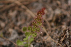 Drosera platypoda