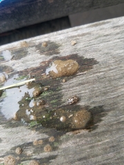 Mulsantina hudsonica