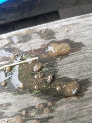 Mulsantina hudsonica