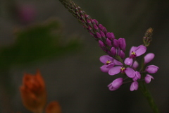 Comesperma virgatum