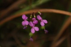 Stylidium scandens