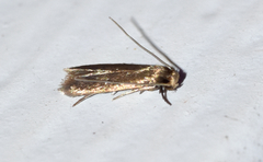 Phaeoses sabinella