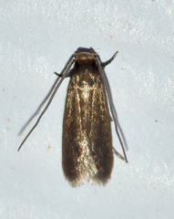 Phaeoses sabinella