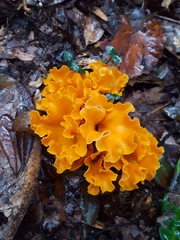 Craterellus odoratus