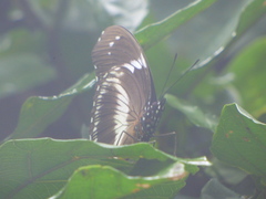 Hypolimnas salmacis salmacis