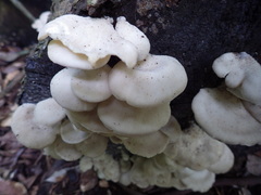 Pseudofavolus cucullatus