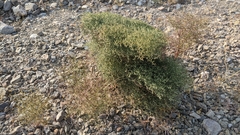 Eriogonum rixfordii