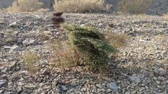 Eriogonum rixfordii