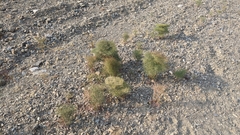 Eriogonum rixfordii