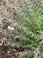 Gonocarpus elatus