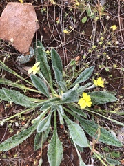 Goodenia willisiana