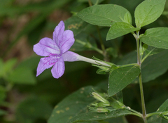 Ruellia pedunculata