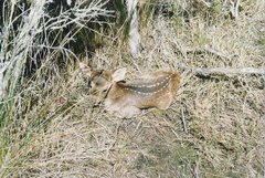 Axis porcinus