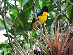 Bangsia melanochlamys