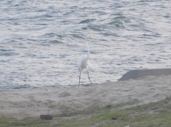 Ardea alba