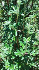 Polylepis racemosa