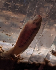 Petromyzontidae