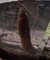 Petromyzontidae