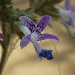 Ipomopsis multiflora
