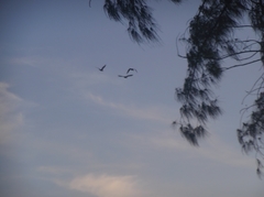 Casuarina equisetifolia