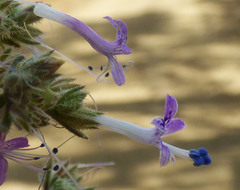 Ipomopsis multiflora