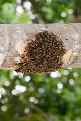 Apis mellifera