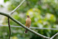 Turdus grayi