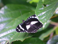 Aterica galene