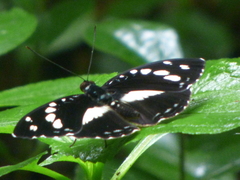 Aterica galene