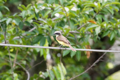 Myiozetetes similis