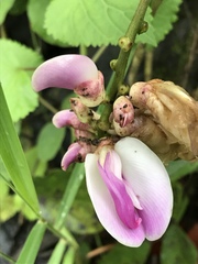 Canavalia septentrionalis