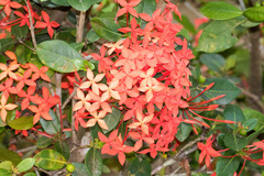 Ixora coccinea