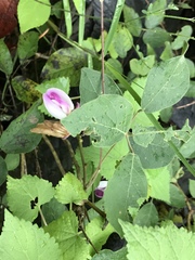 Canavalia septentrionalis