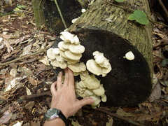 Pseudofavolus cucullatus