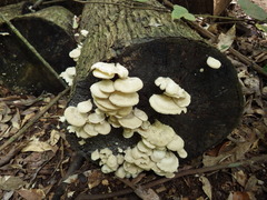 Pseudofavolus cucullatus