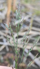 Poa subfastigiata