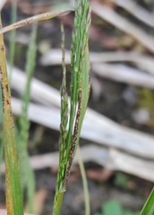 Poa subfastigiata