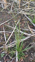 Poa subfastigiata