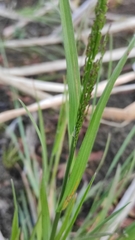 Poa subfastigiata