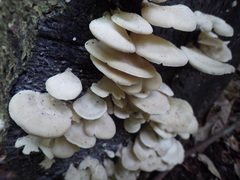 Pseudofavolus cucullatus