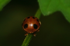 Epilachna tredecimnotata